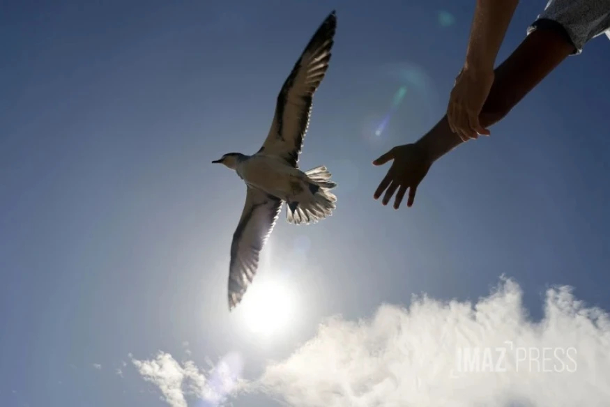 Nuits sans lumière : du 3 avril au 3 mai, protégeons les pétrels en réduisant la pollution lumineuse